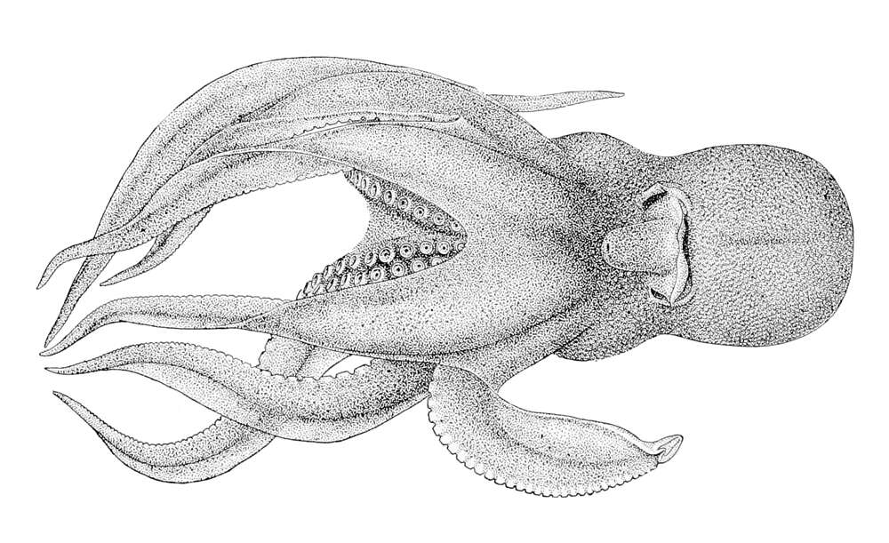 Image of Pteroctopus P. Fischer 1882
