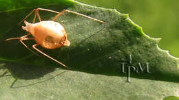 Image of pea aphid