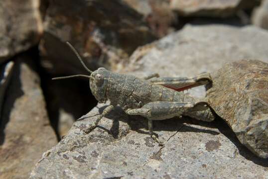 Image of Brachaspis nivalis (Hutton 1898)