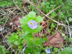 Image of birdeye speedwell