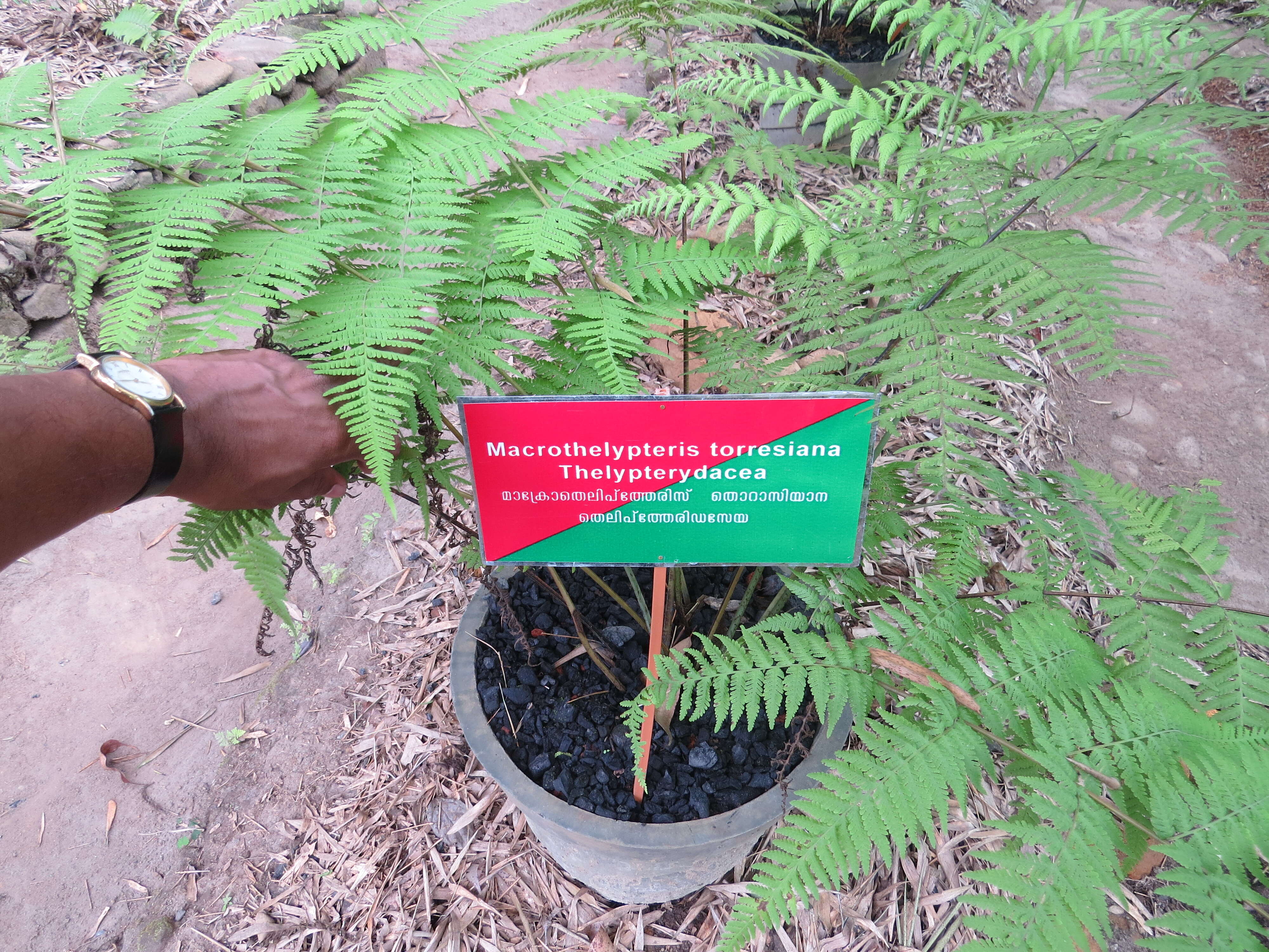 Image of swordfern