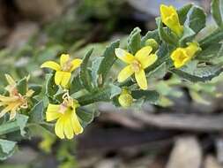 Слика од Goodenia viscida R. Br.