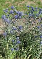 Image of amethyst eryngo