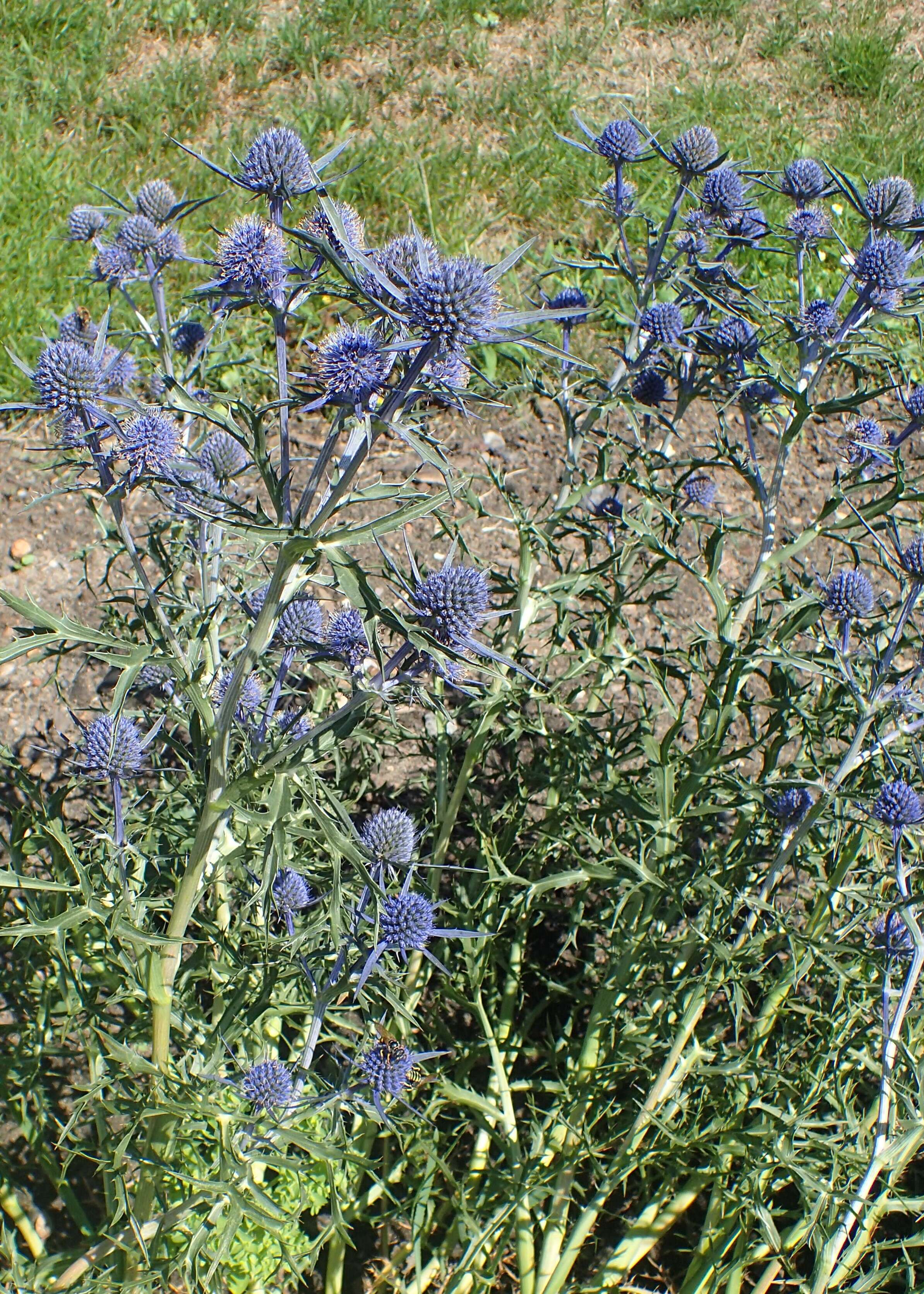 Image of amethyst eryngo