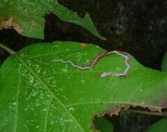 Image of Stigmella rhoifoliella (Braun 1912) Newton et al. 1982