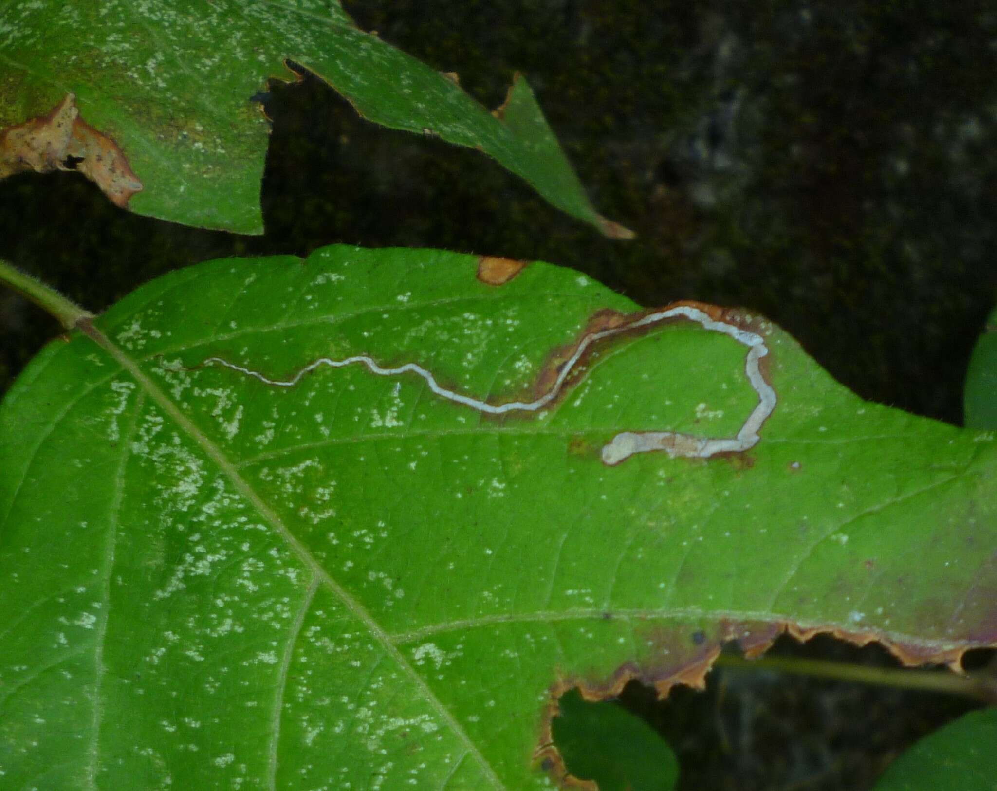 صورة Stigmella rhoifoliella (Braun 1912) Newton et al. 1982