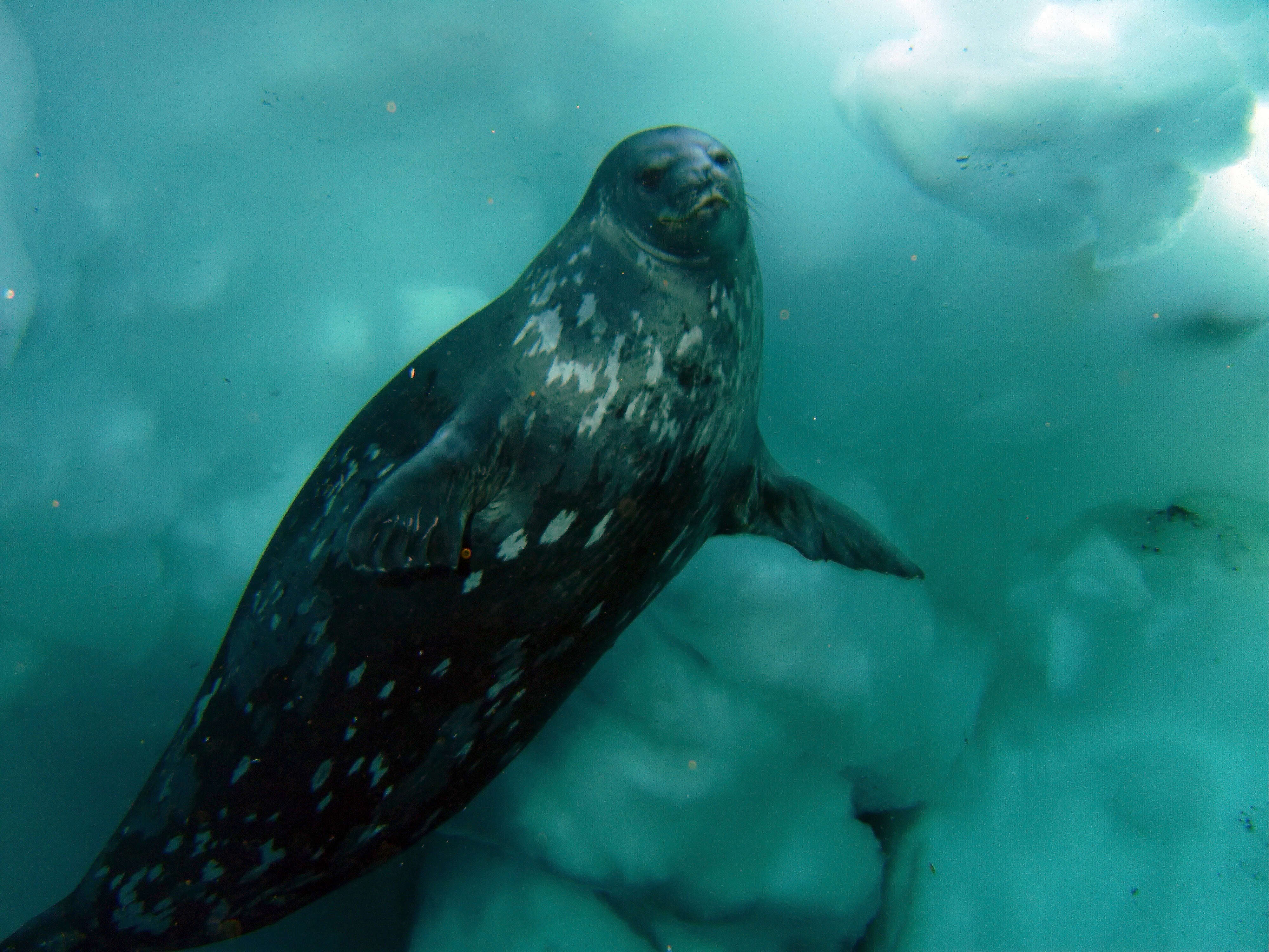 Image of Weddell seal