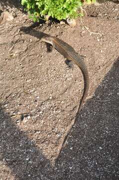 Image of Sudan plated lizard