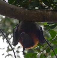 Image of Gray-headed Flying Fox