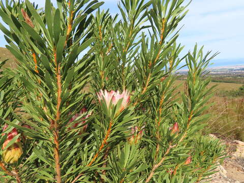 Image of common sugarbush