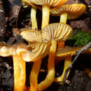 Image of Hygrocybe aurantipes A. M. Young 1997