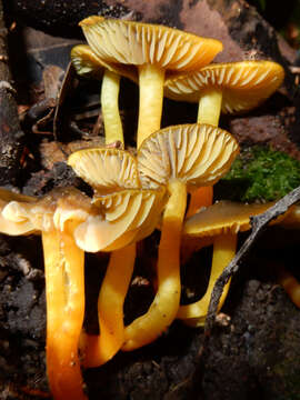 Sivun Hygrocybe aurantipes A. M. Young 1997 kuva