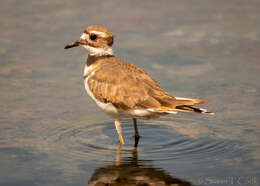 Image of Killdeer