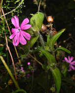 Image of red catchfly