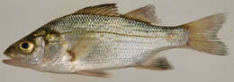 Image of White Perch