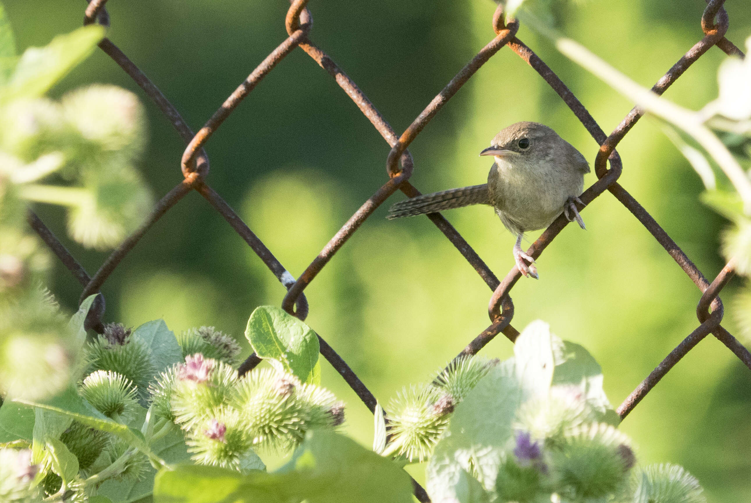 Image of House Wren