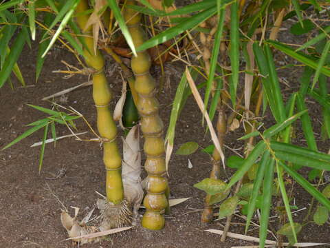 Image of Bambusa ventricosa McClure