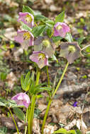 Image of lenten-rose