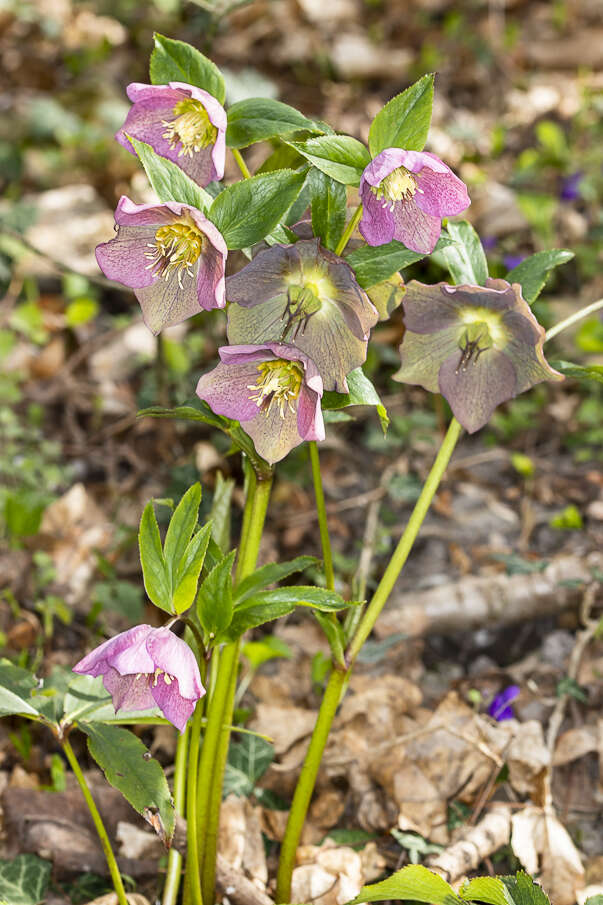 Image of lenten-rose