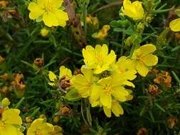 Image of Hibbertia calycina (DC.) N. A. Wakefield