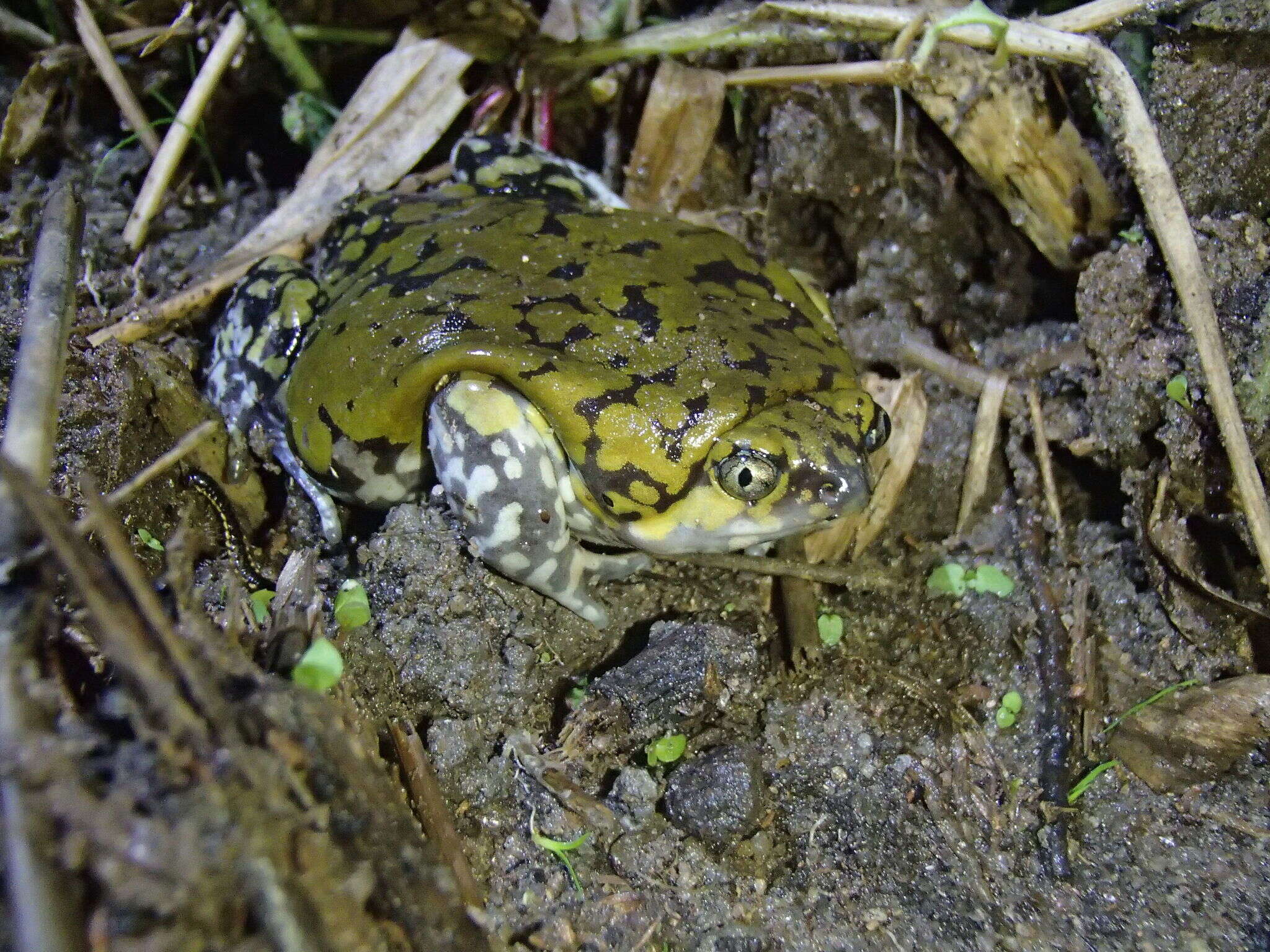 Image of Dermatonotus Méhely 1904