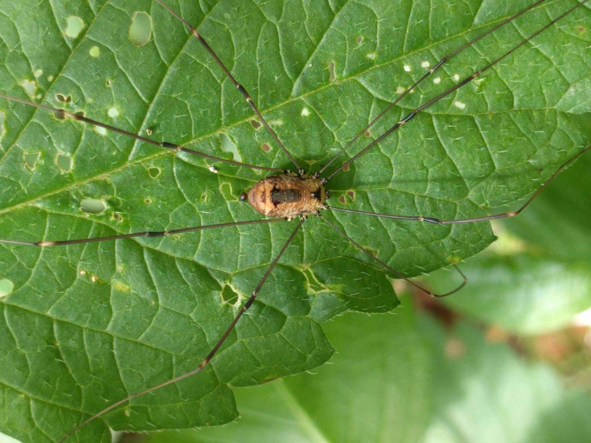 Image of Leiobunum rotundum