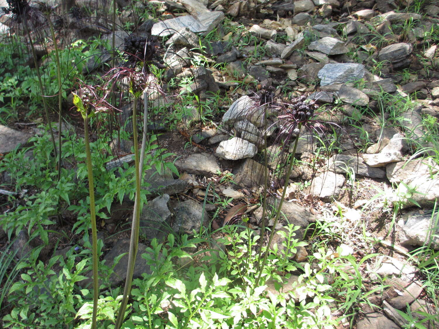 Image of black bat flower