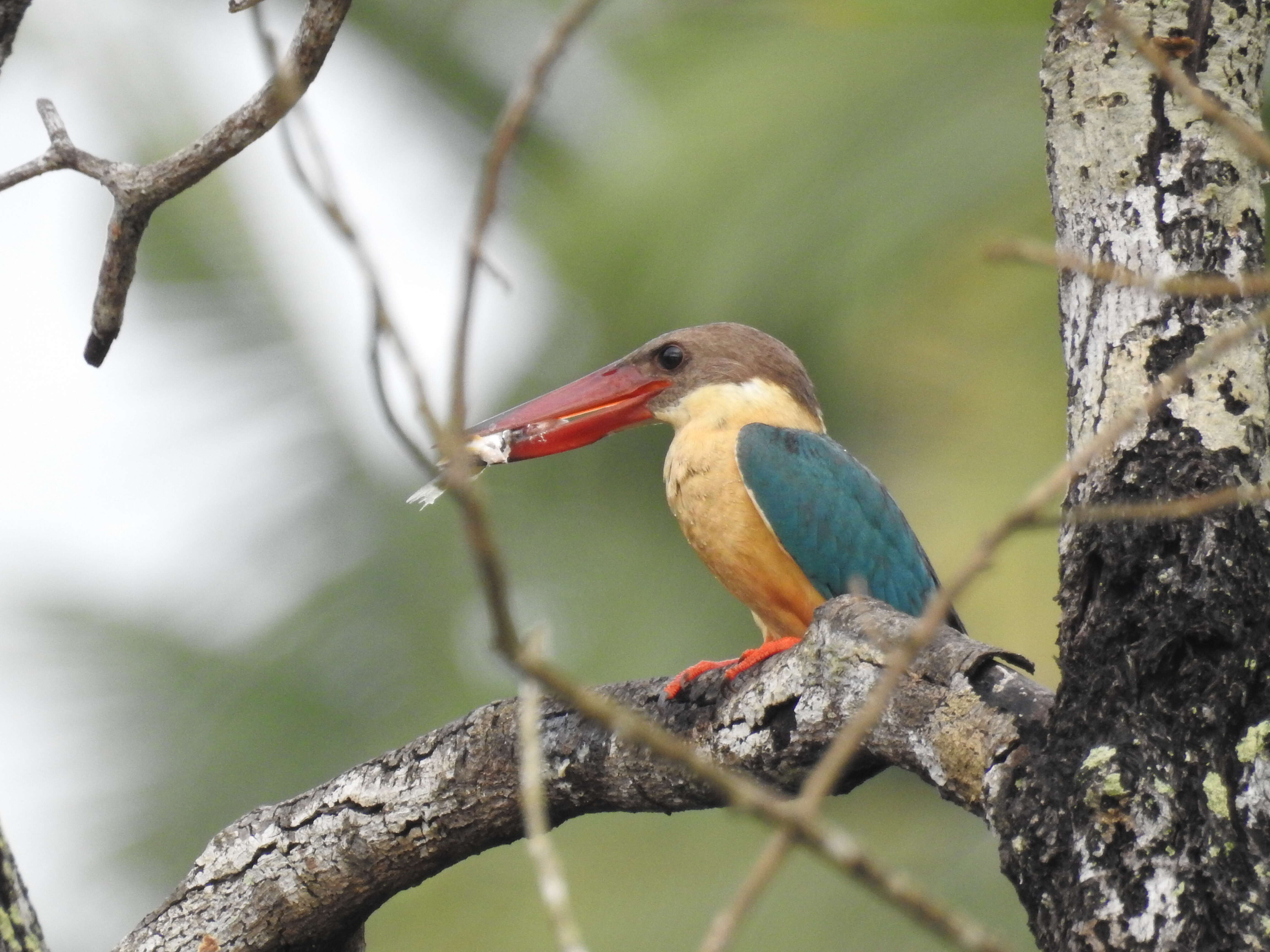 Image of Stork-billed Kingfisher