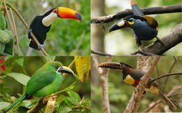 Image of toucans