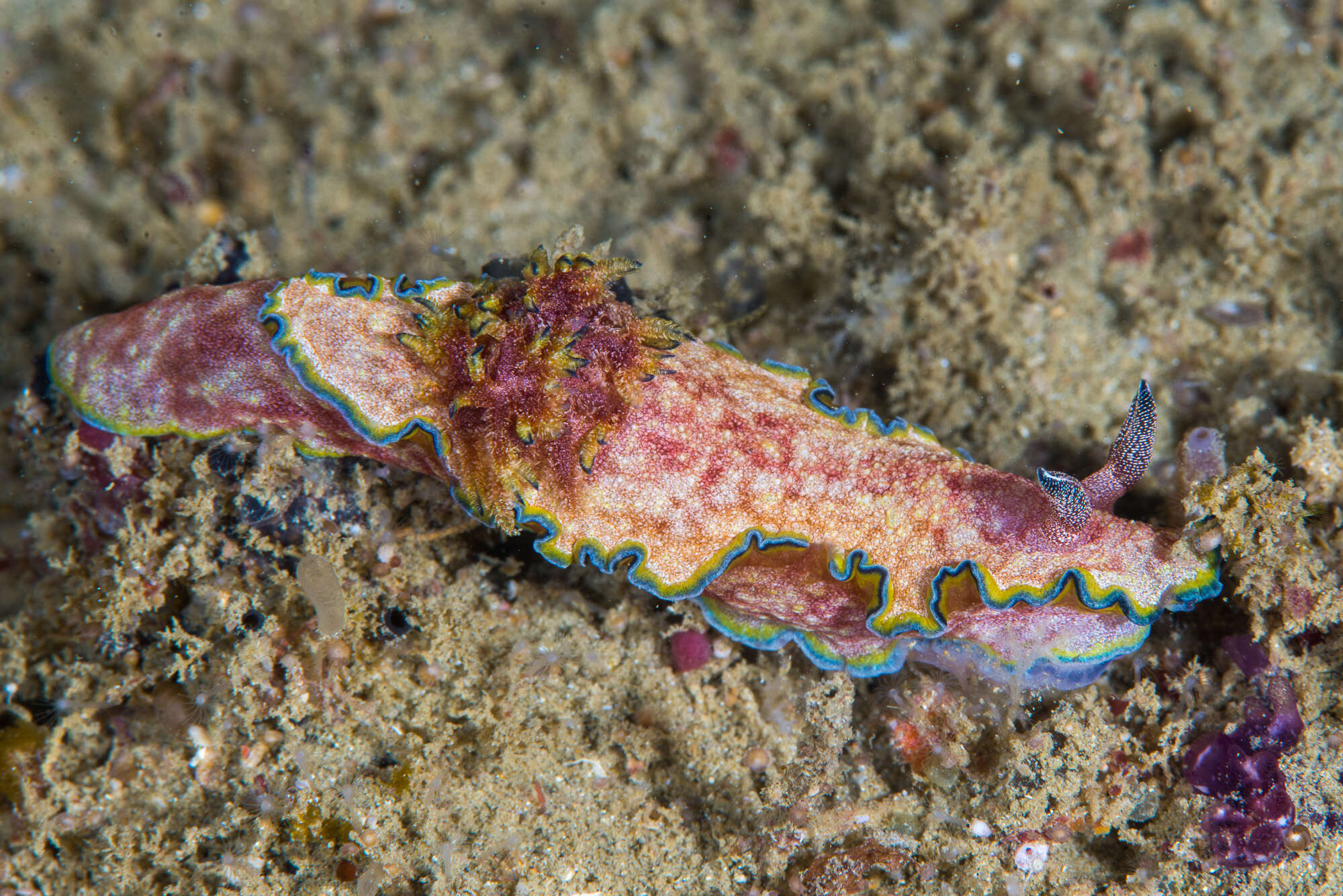 Image of Glossodoris acosti Matsuda & Gosliner 2018