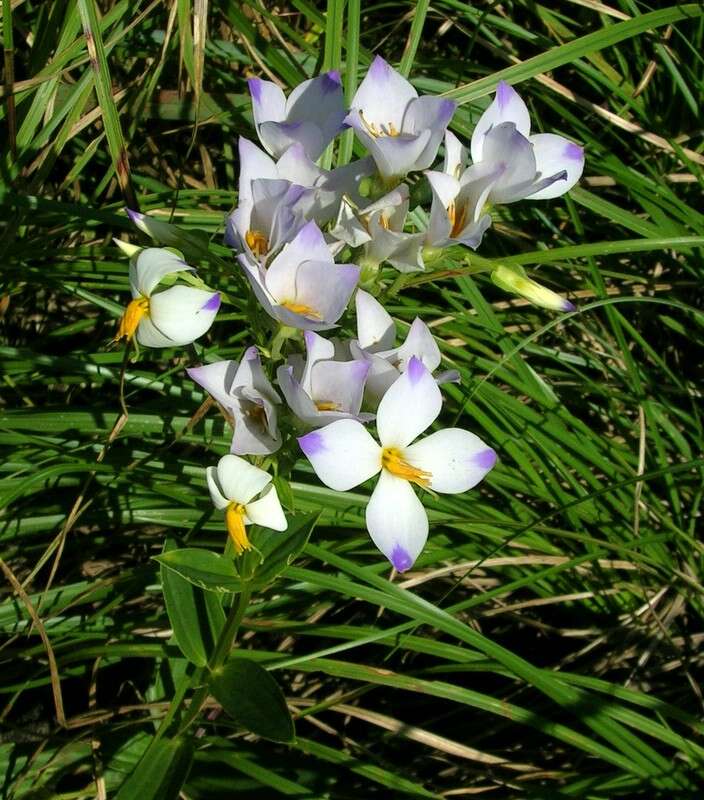 Image of Exacum tetragonum Roxb.