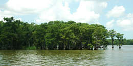 Image of Bald Cypress