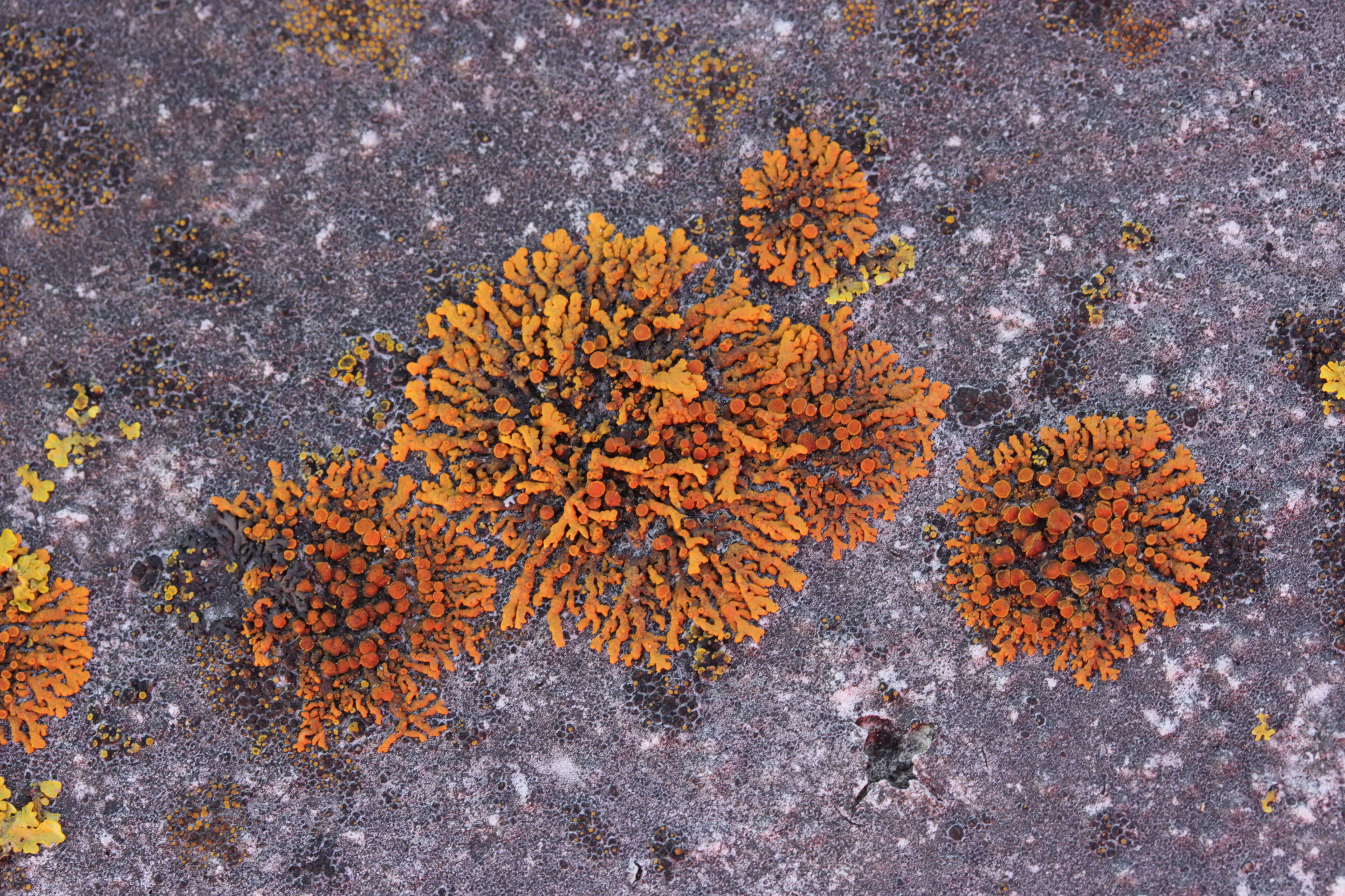 Image of elegant orange wall lichen