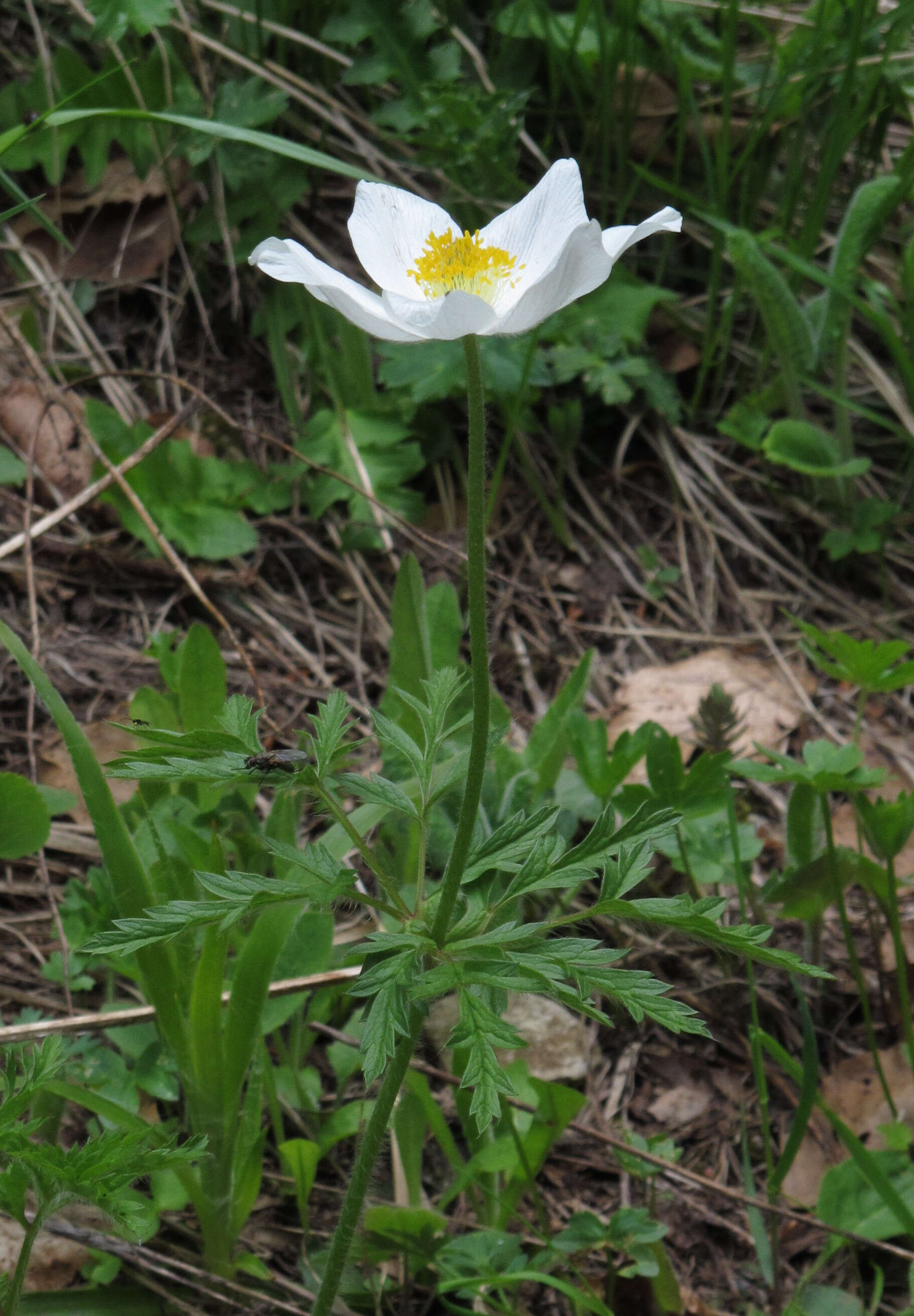 Image de Pulsatille des Alpes