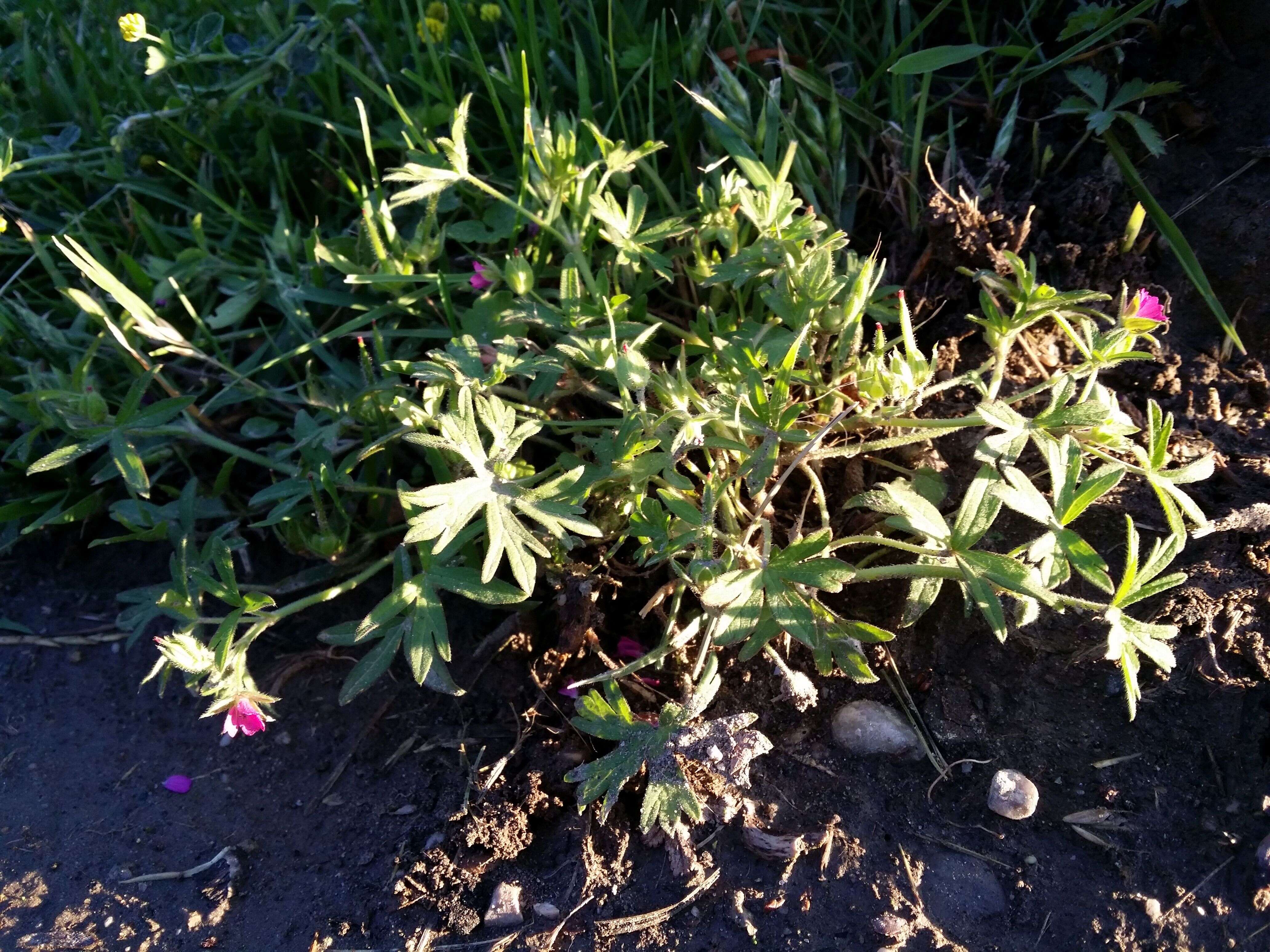 Image of cut-leaved cranesbill