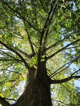 Image of Grey poplar