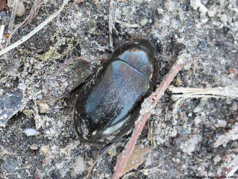 Image of Lesser silver water beetle