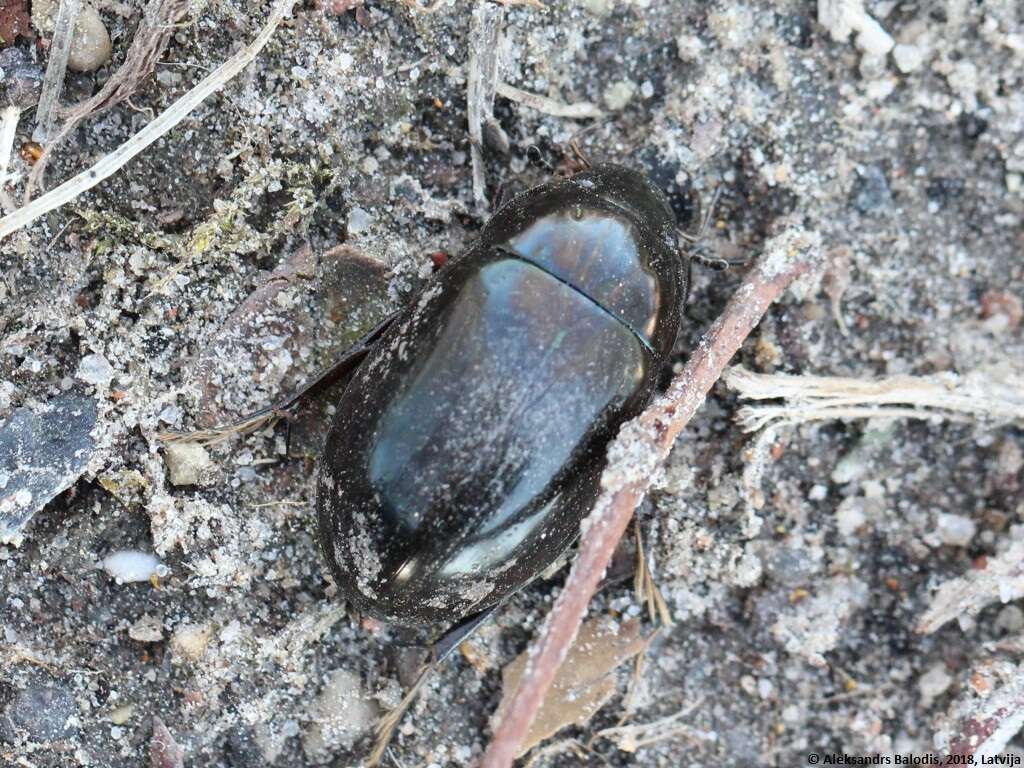 Image of Lesser silver water beetle