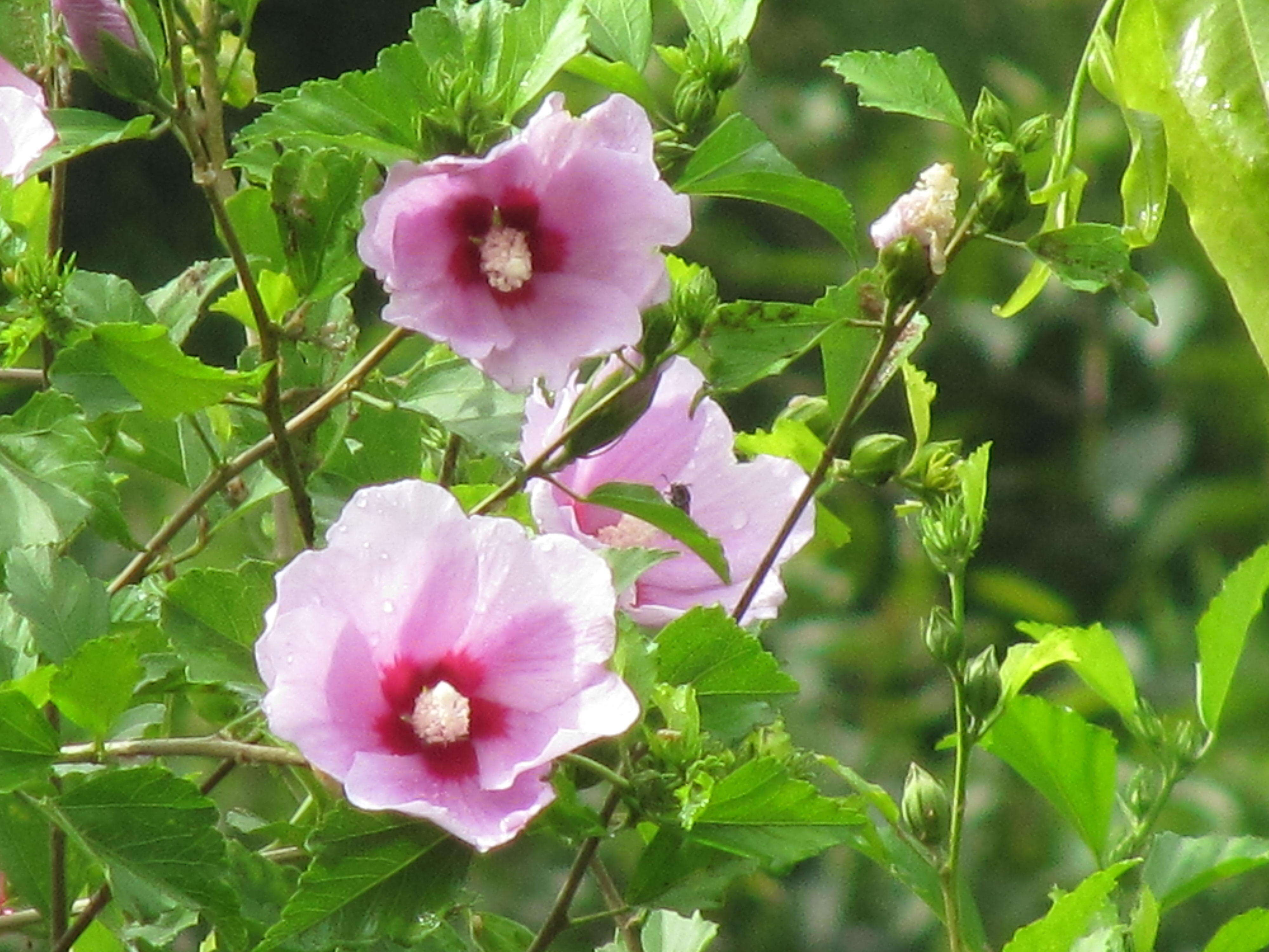 Imagem de Hibiscus syriacus L.