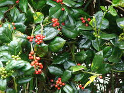 Image of English holly