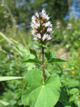 Imagem de Mentha longifolia (L.) Huds.