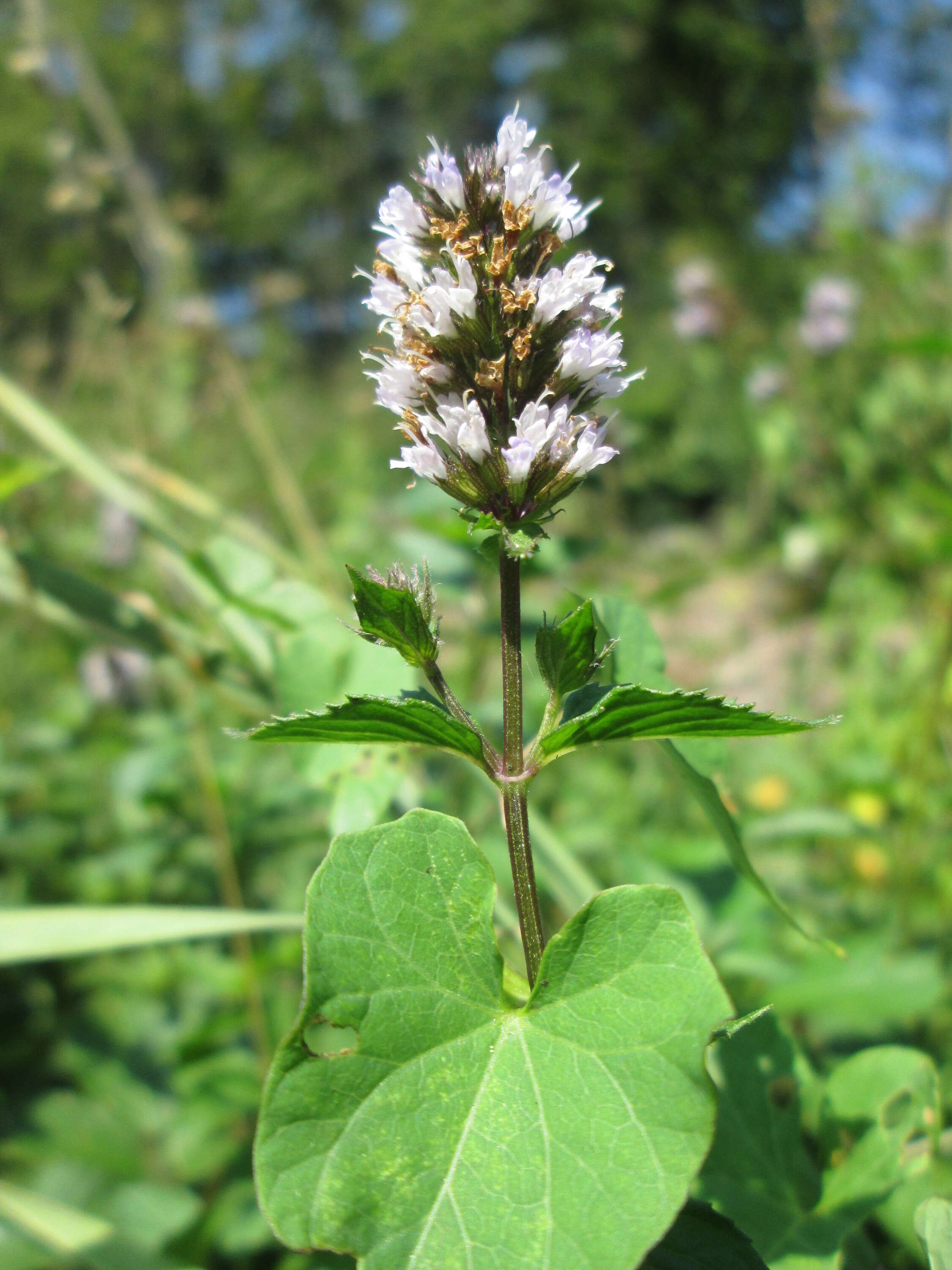 Image of Horse Mint