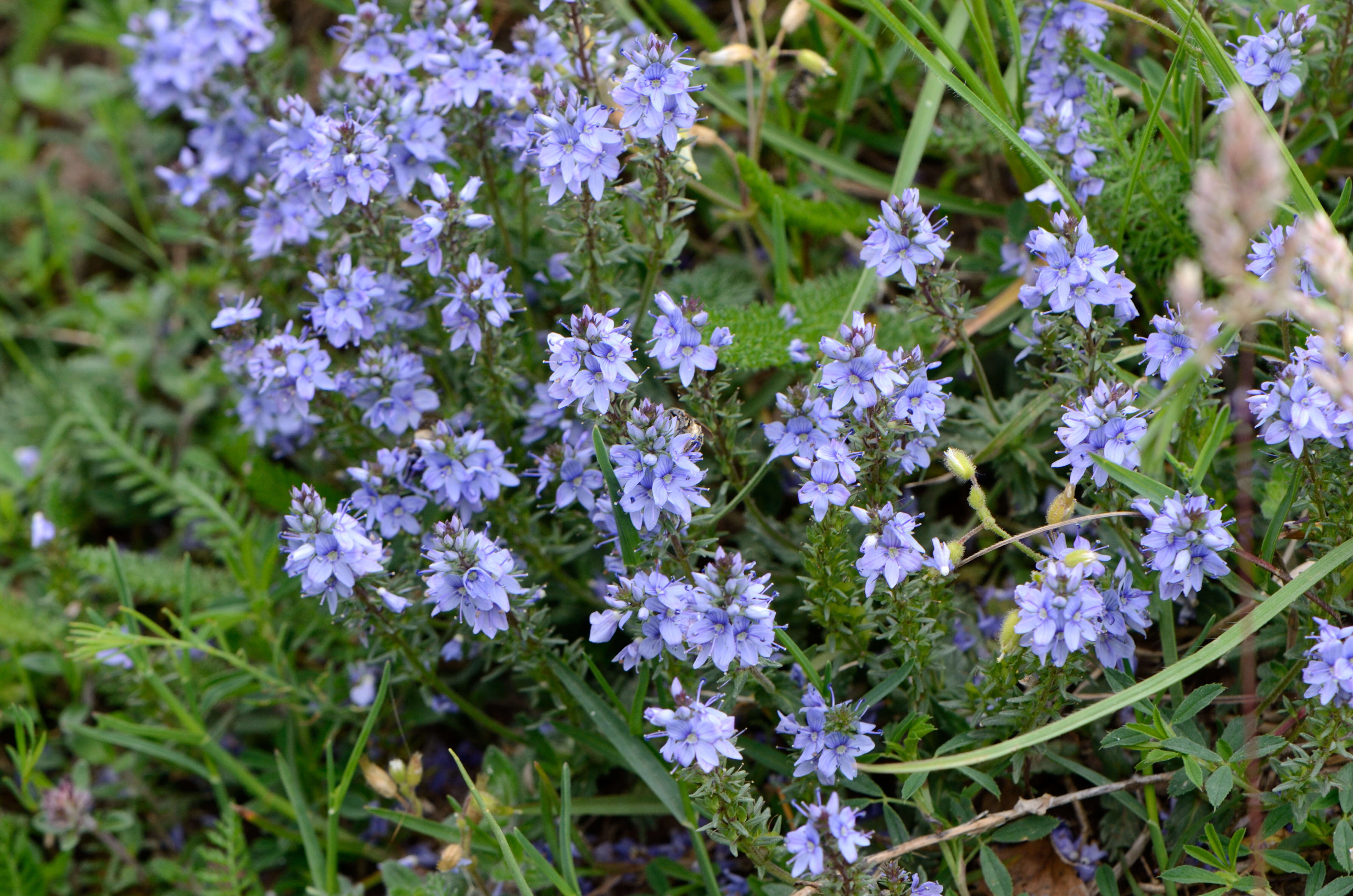 Image of Sprawling Speedwell