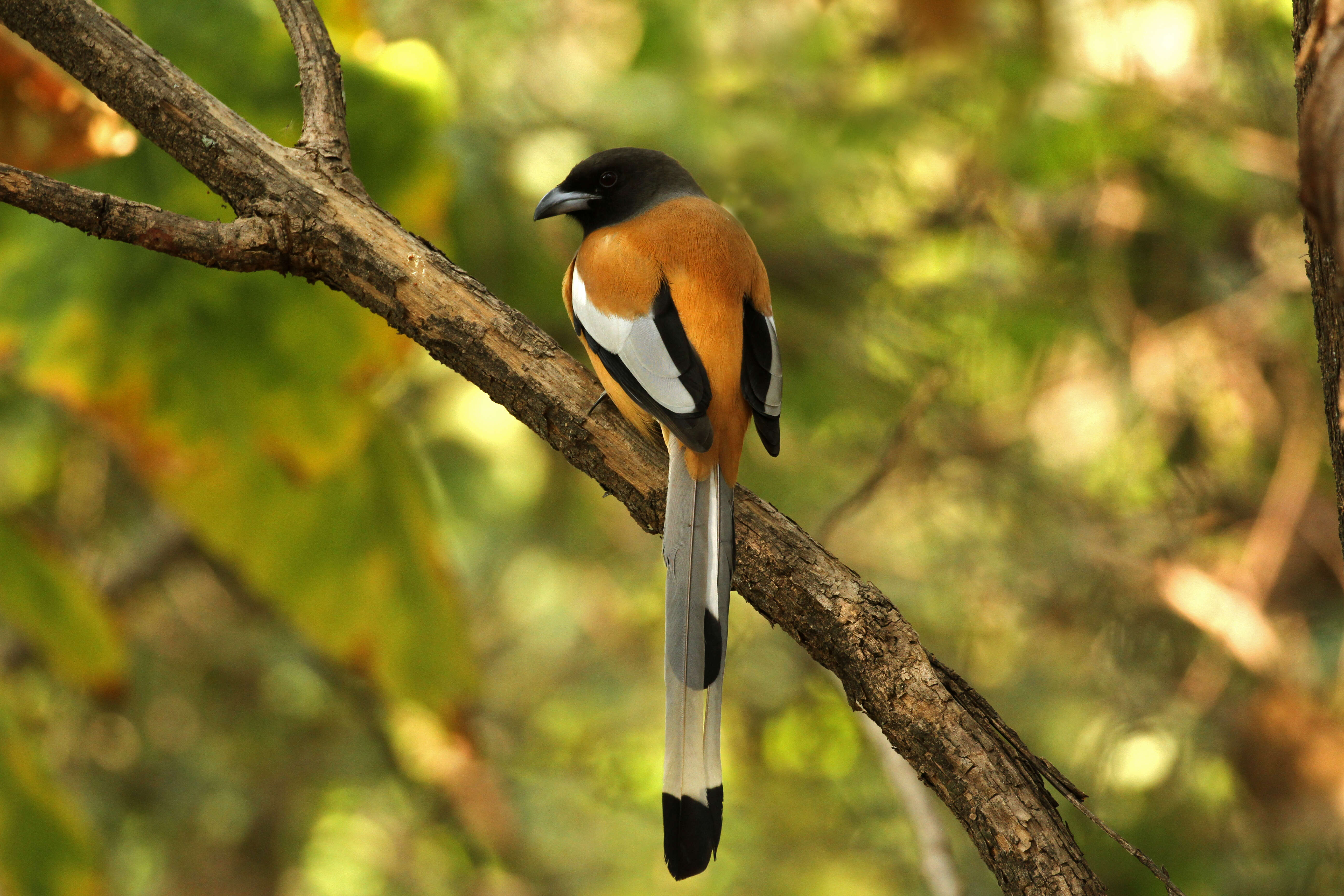 Image of Rufous Treepie