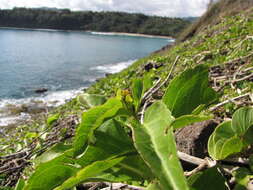 Image of seaside nehe