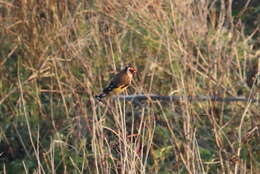 Image of European Goldfinch