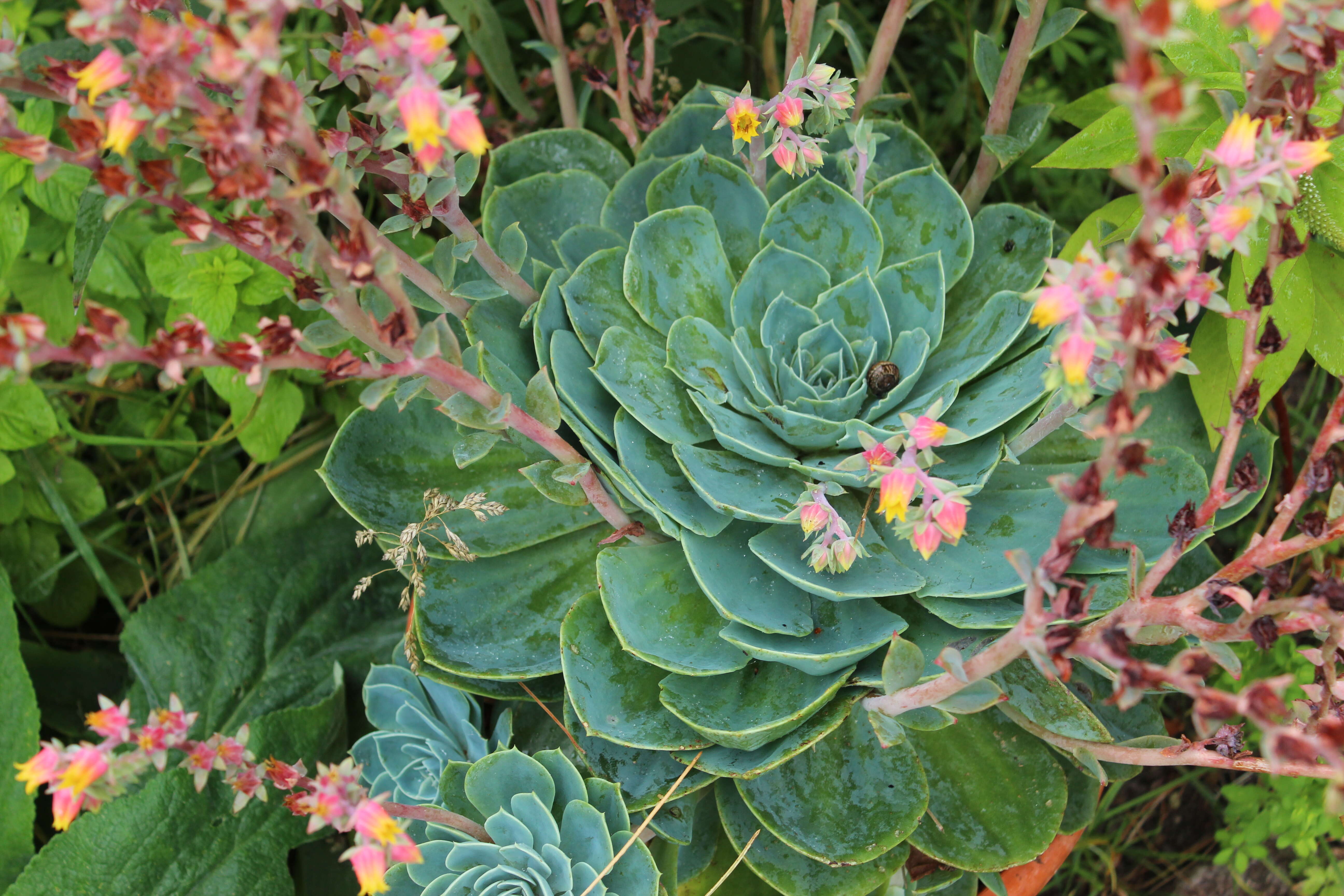 Image of hens and chicks