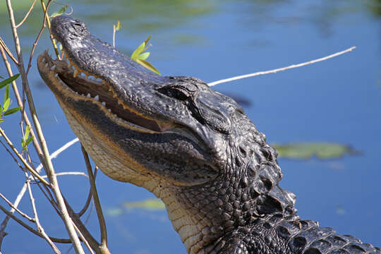 Image of alligators