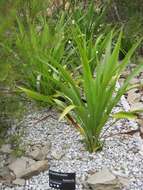 Doryanthes excelsa Corrêa resmi