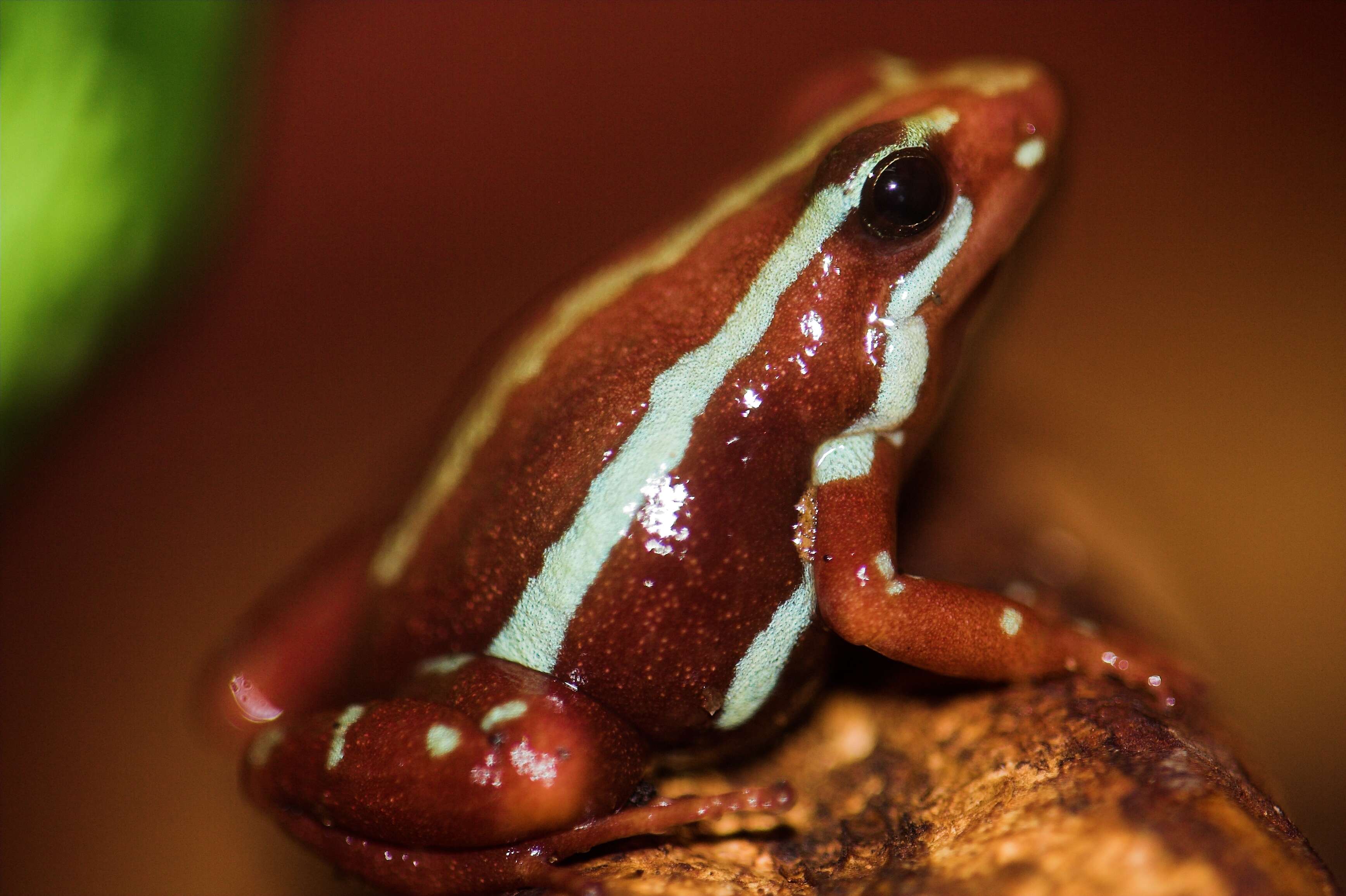 Plancia ëd Epipedobates tricolor (Boulenger 1899)